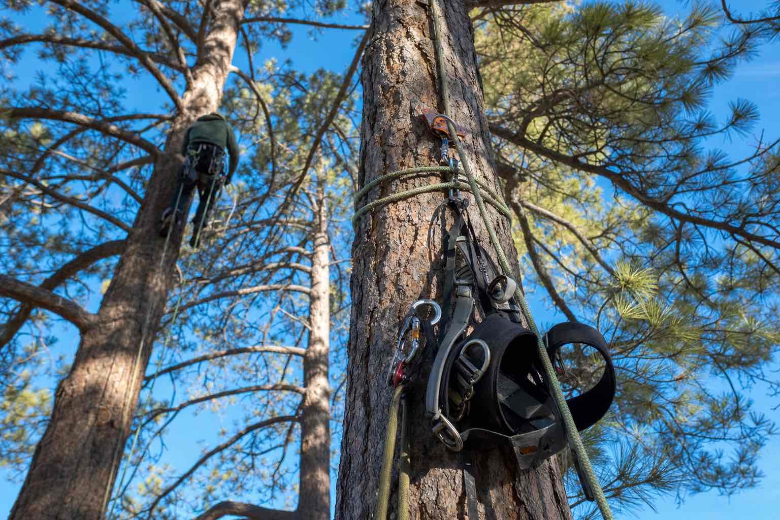 Climbing arborist rigging a limb for controlled removal